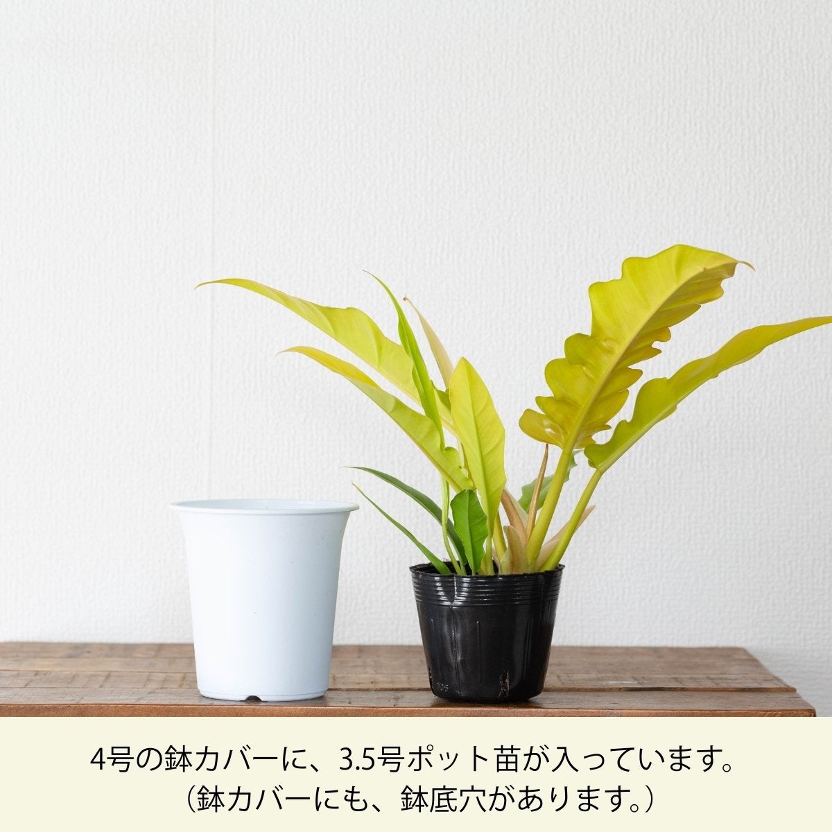 フィロデンドロン・ゴールデンクロコダイル（育て方付）｜鮮やかな