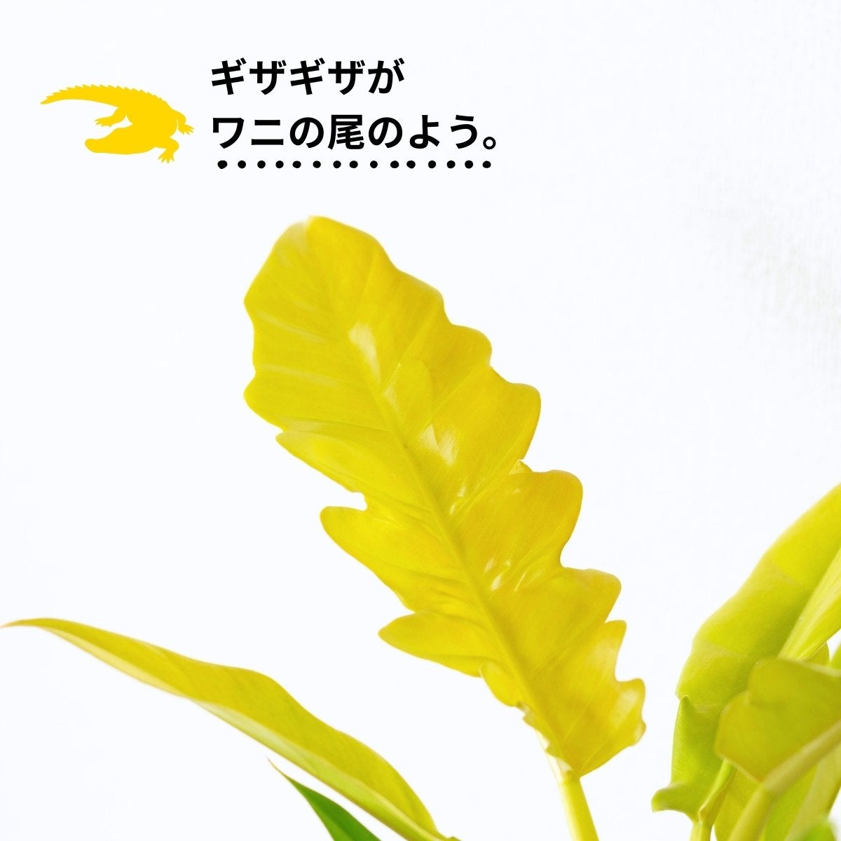 フィロデンドロン・ゴールデンクロコダイル（育て方付）｜鮮やかな