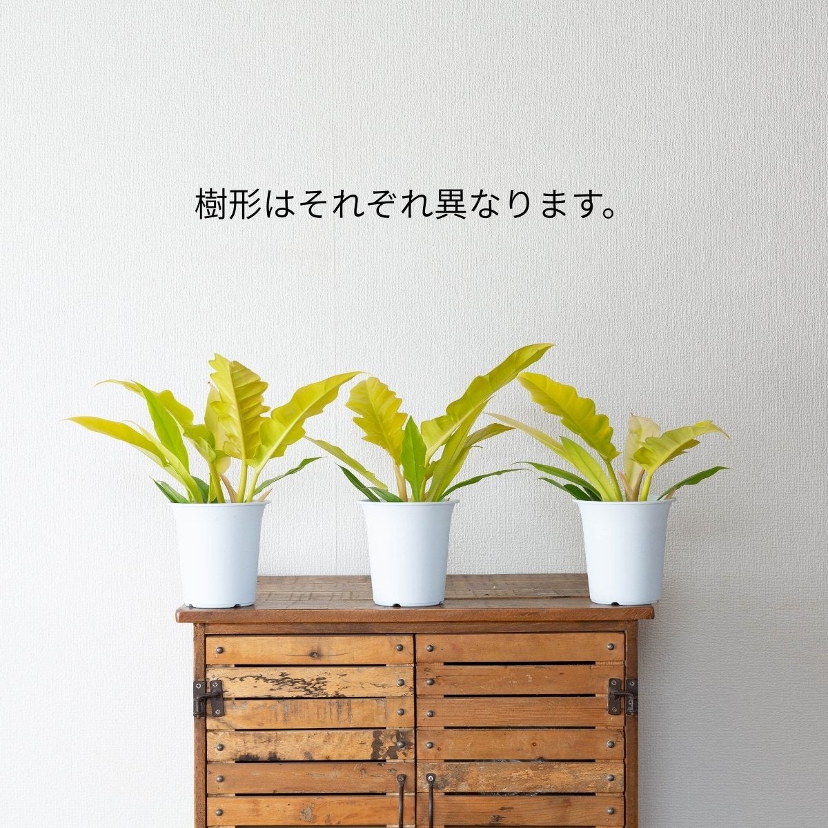 フィロデンドロン・ゴールデンクロコダイル（育て方付）｜鮮やかな