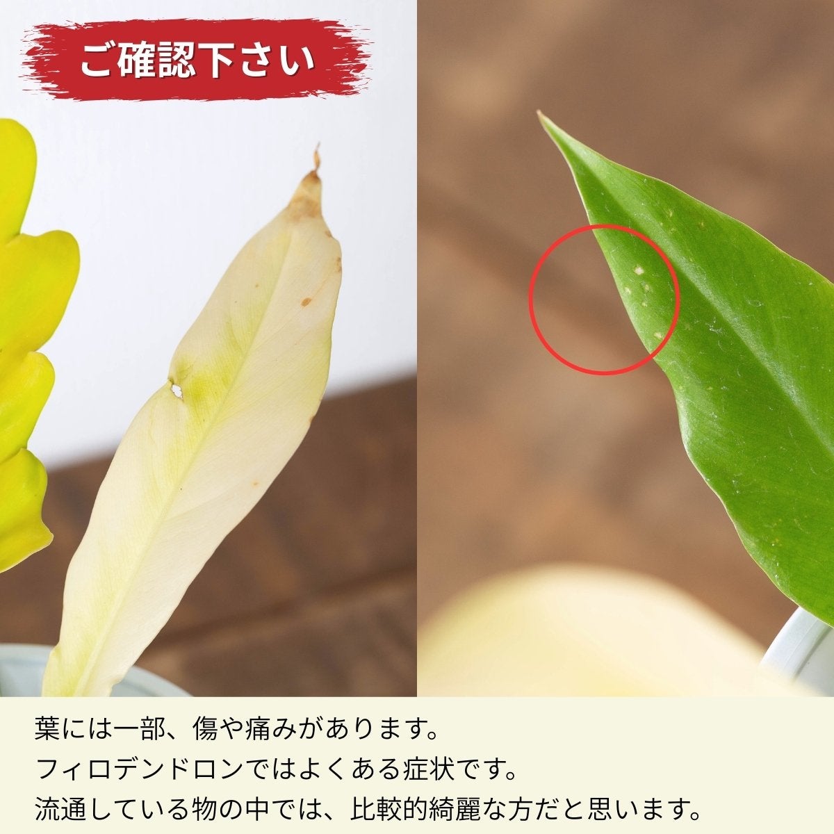 フィロデンドロン・ゴールデンクロコダイル（育て方付）｜鮮やかな