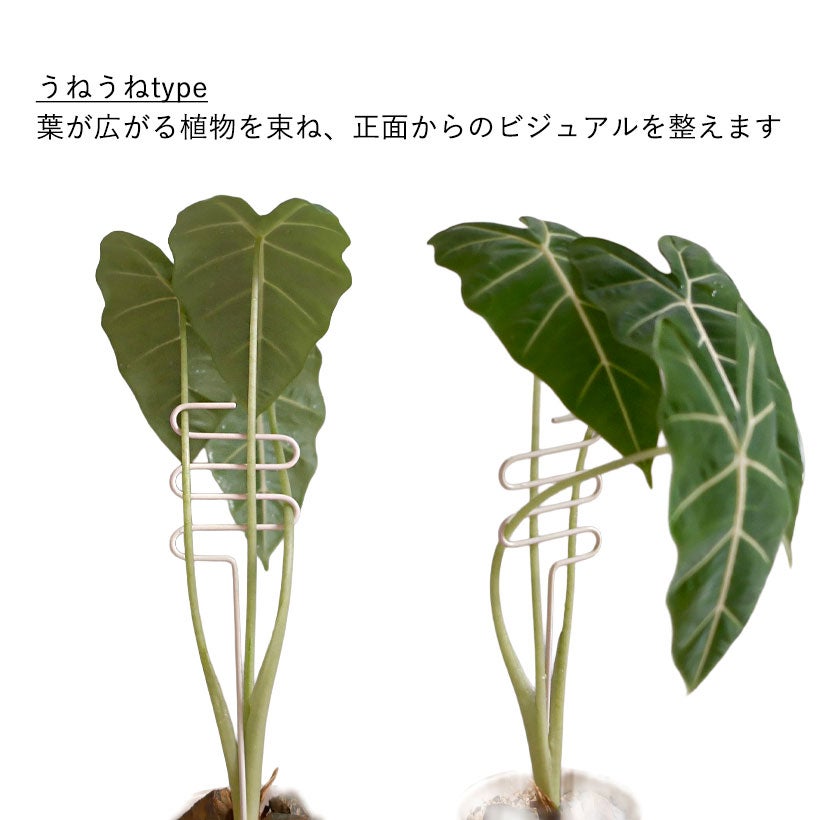 おしゃれ支柱｜植物（アロイド）這わし向きを調整！六角形zuke