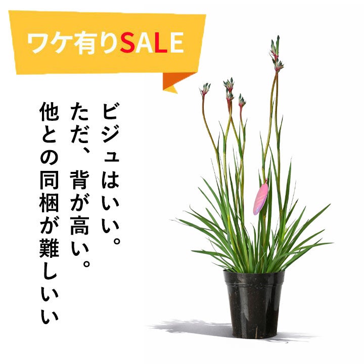 カンガルーポー（アニゴザントス）セレブレーションシリーズ
