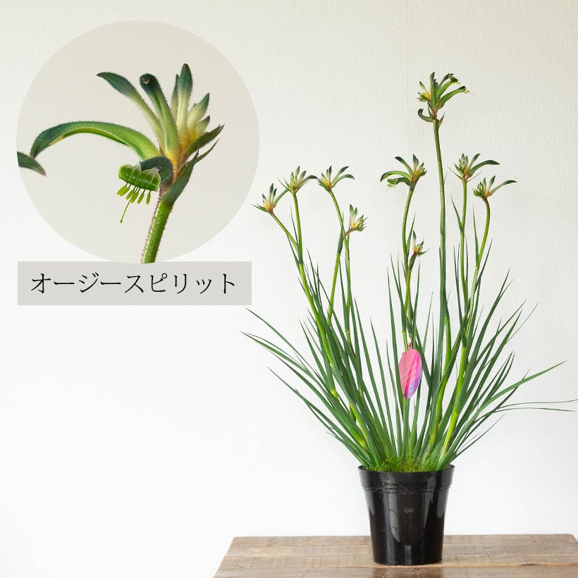 カンガルーポー（アニゴザントス）セレブレーションシリーズ