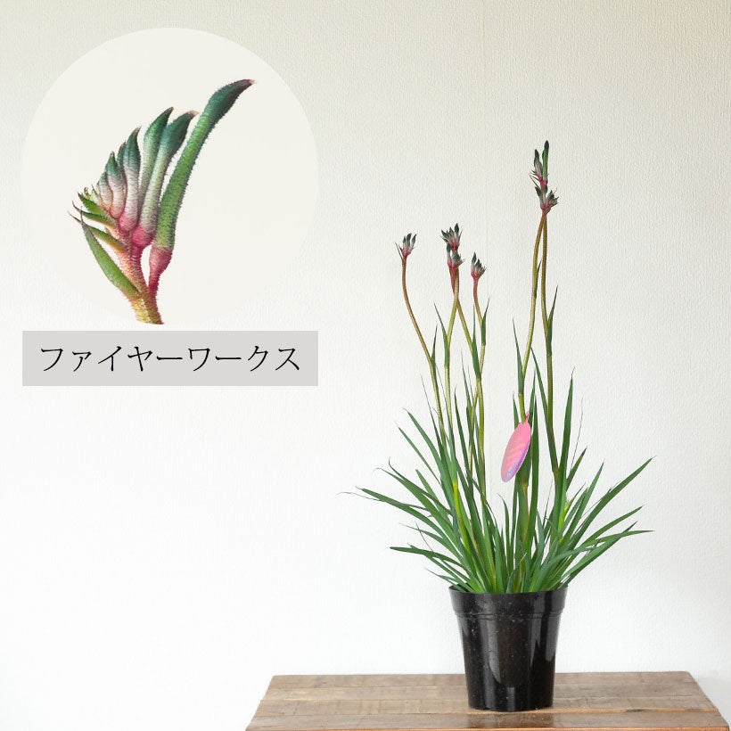 カンガルーポー（アニゴザントス）セレブレーションシリーズ