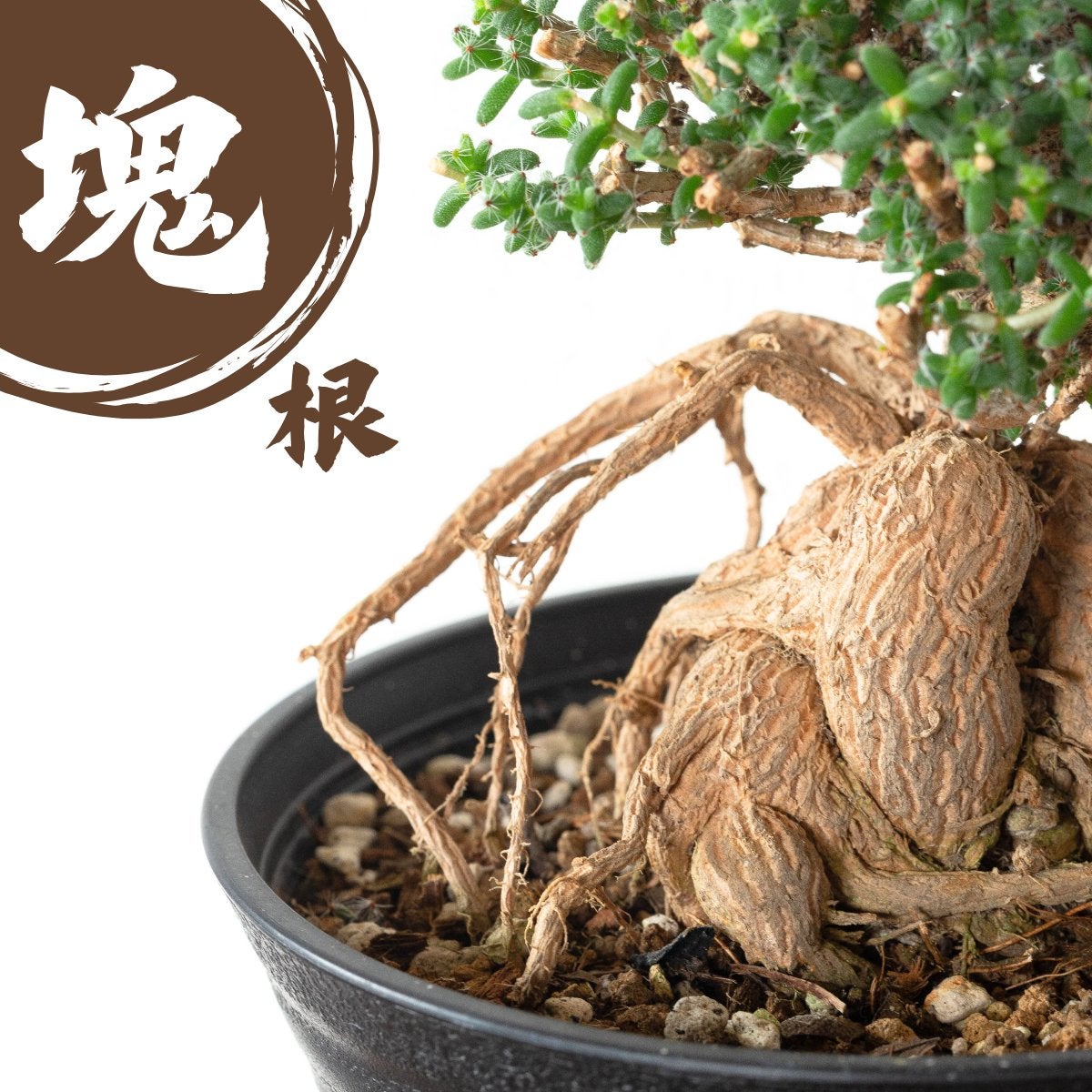 選べる3type!】トリコディアデマ・ブルボスム（姫紅小松）｜盆栽みたい