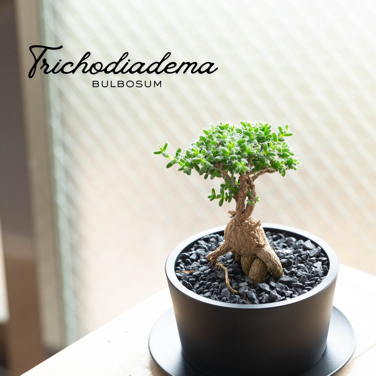 トリコディアデマ・ブルボスム(姫紅小松)の画像