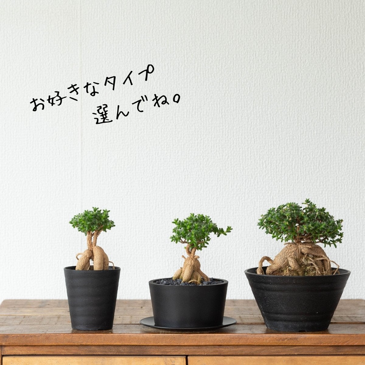 トリコディアデマ・ブルボスム(姫紅小松)の画像