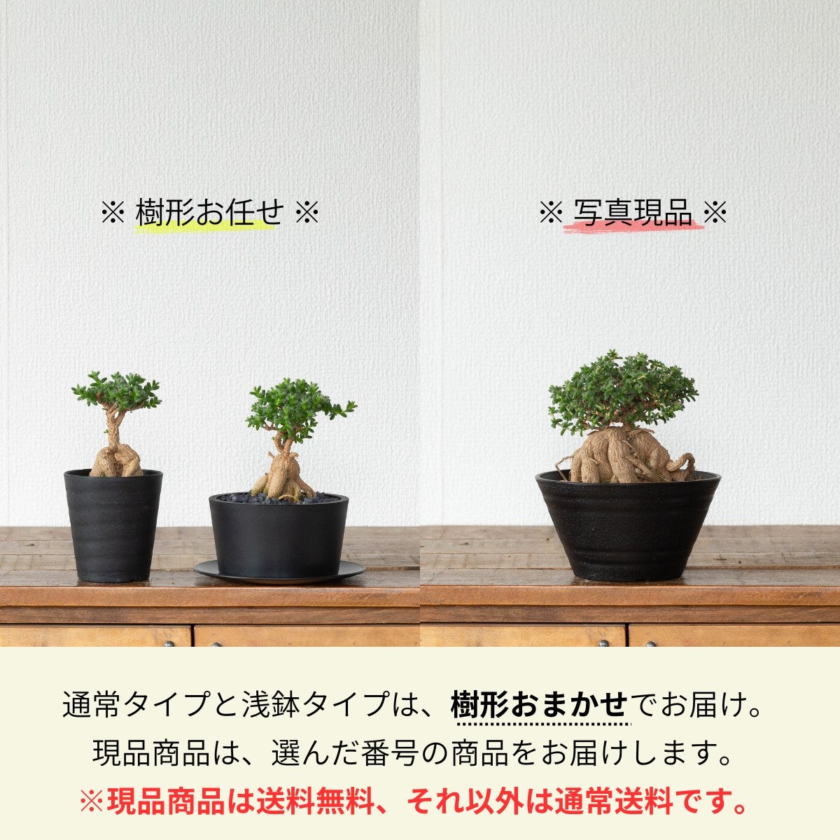 選べる3type!】トリコディアデマ・ブルボスム（姫紅小松）｜盆栽みたい
