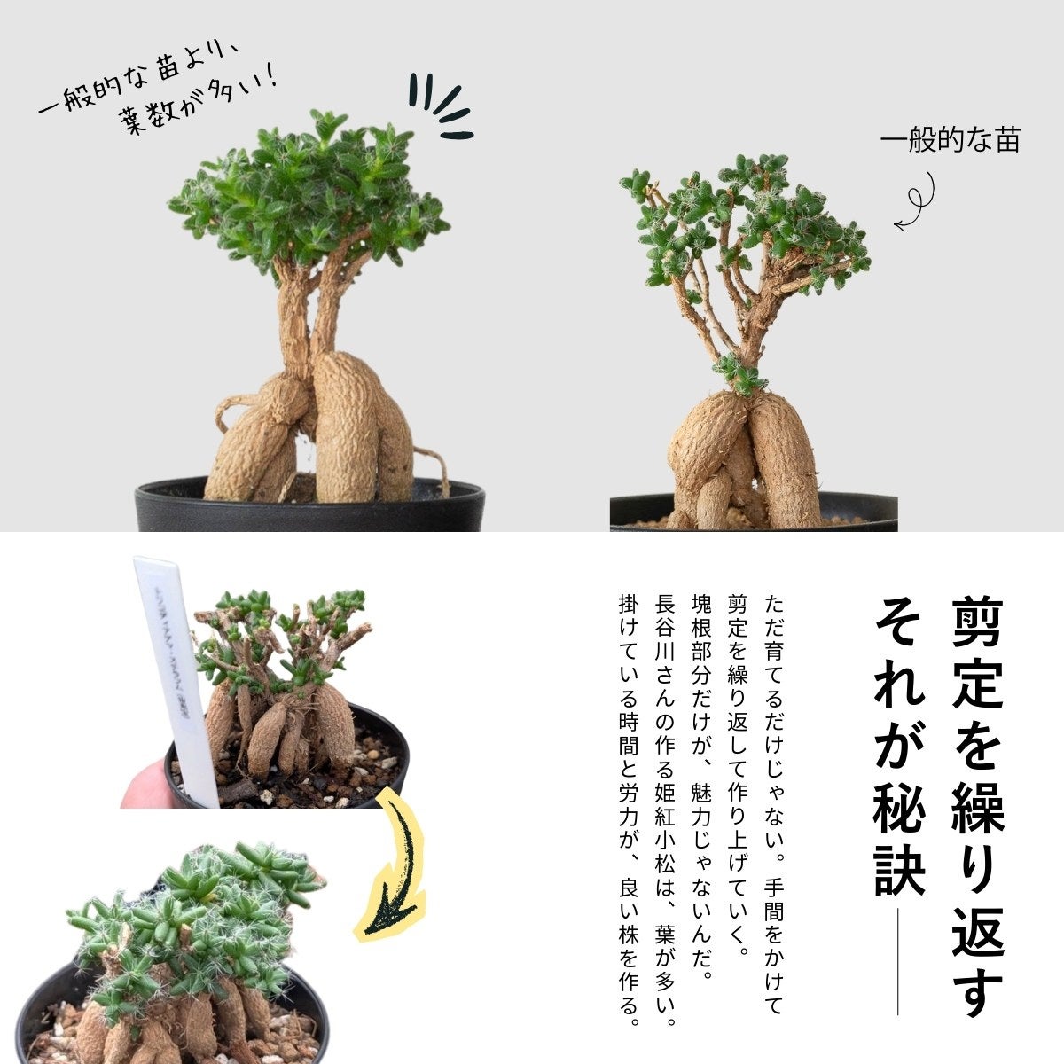 選べる3type!】トリコディアデマ・ブルボスム（姫紅小松）｜盆栽みたい