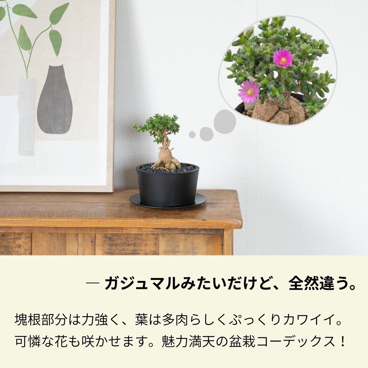 トリコディアデマ・ブルボスム（姫紅小松）を飾っている画像