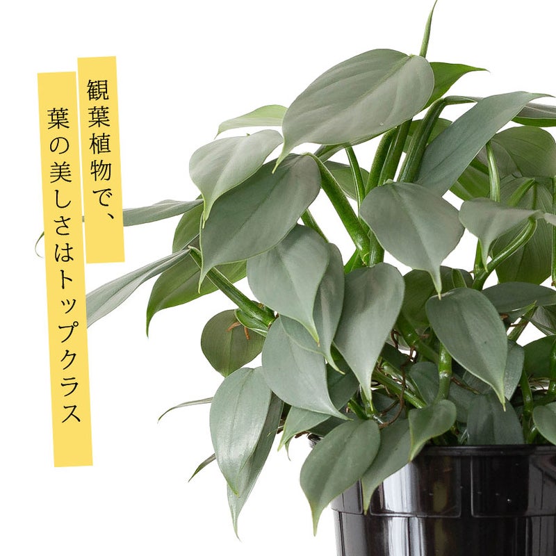 シルバーメタルの葉