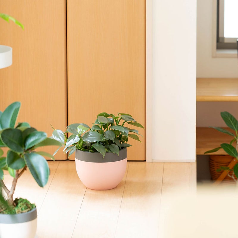 シルバーメタルの葉