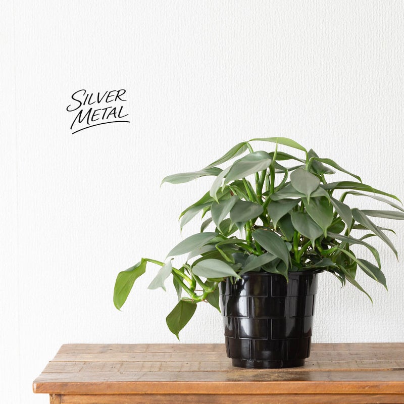 シルバーメタルの葉