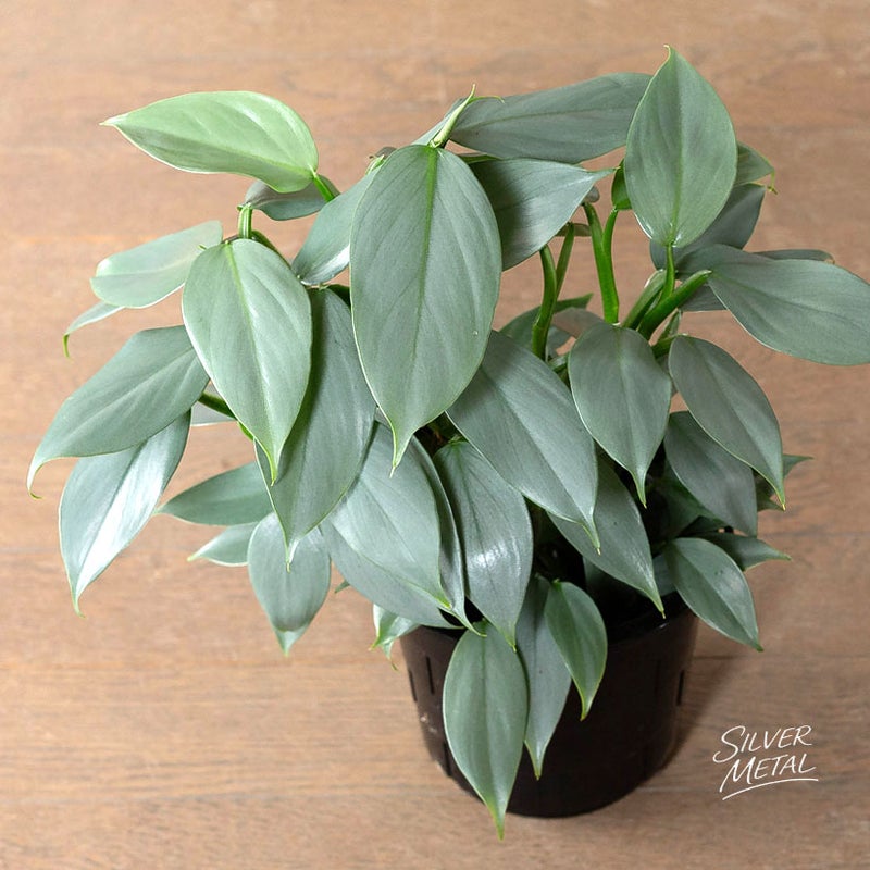 シルバーメタルの葉