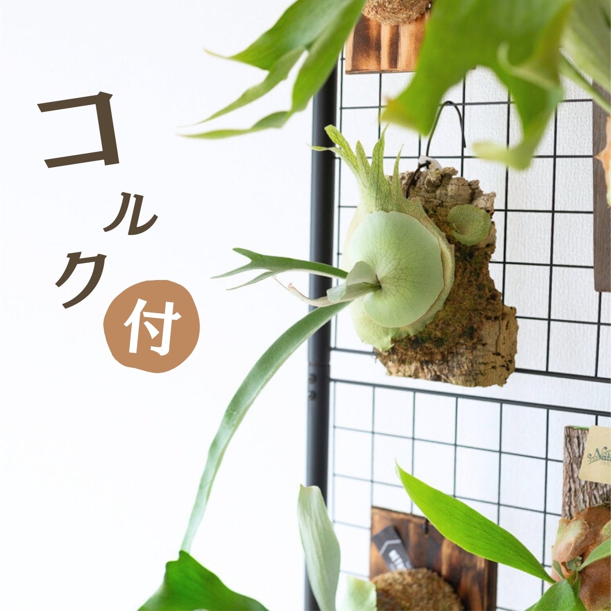 数量限定】ビカクシダ・ヴィーチーのコルク板付け（送料無料）