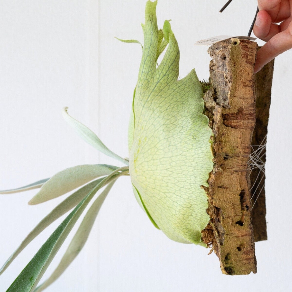 ビカクシダ・プラティセリウム・ビーチ―をコルクに着生させている画像