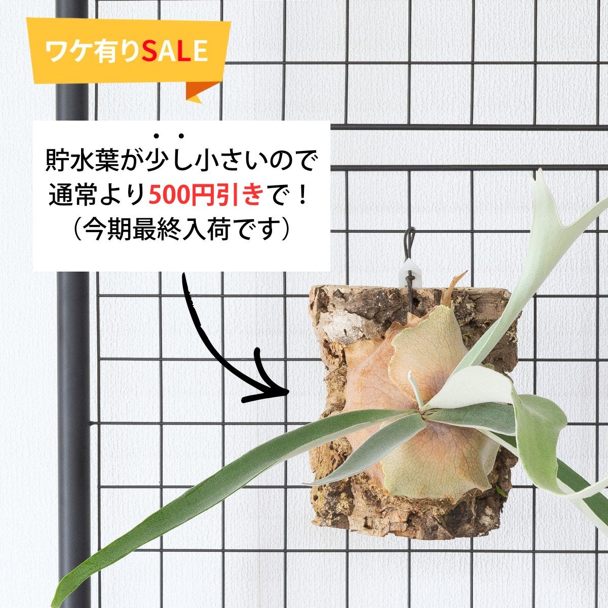 数量限定】ビカクシダ・ヴィーチーのコルク板付け（送料無料）