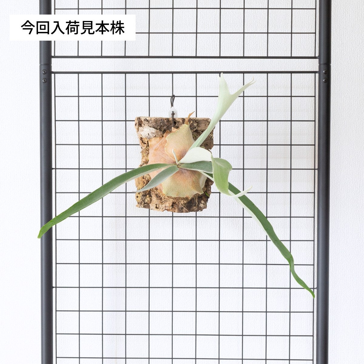 【週末価格】コルク版5枚セット　ビカクシダ、爬虫類 数量限定】ビカクシダ・ヴィーチーのコルク板付け（送料無料）
