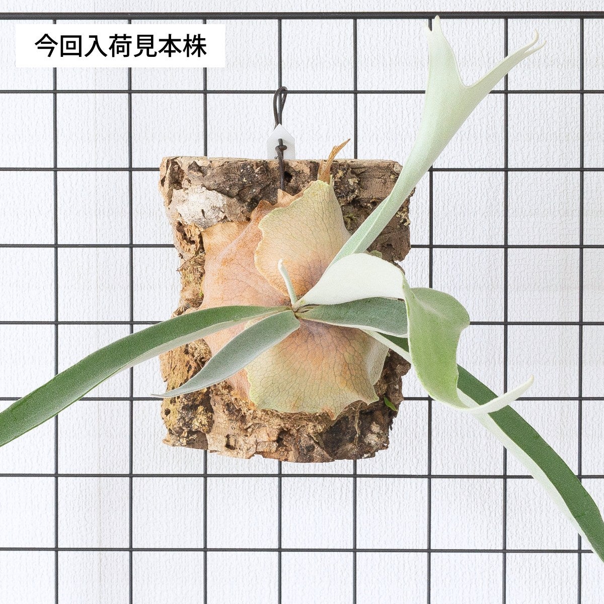 確認用！可愛い子ジカの板付けベイチー（╹◡╹）♡ 数量限定】ビカクシダ・ヴィーチーのコルク板付け（送料無料）