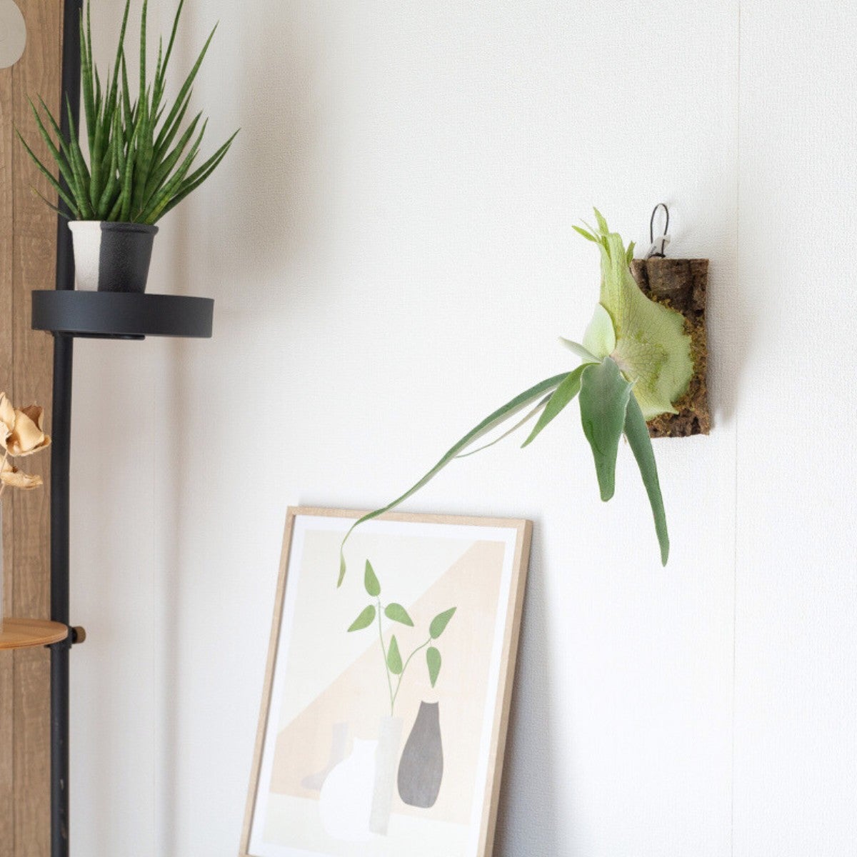 ビカクシダ・プラティセリウム・ビーチ―をコルクに着生させている画像