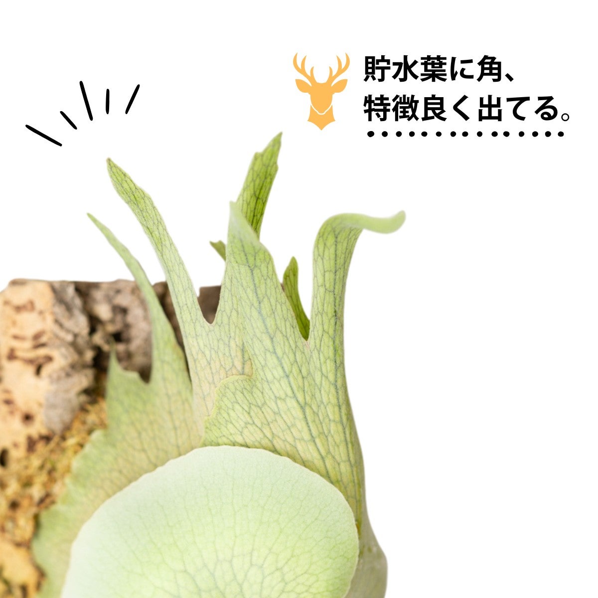 ビカクシダ・プラティセリウム・ビーチ―をコルクに着生させている画像