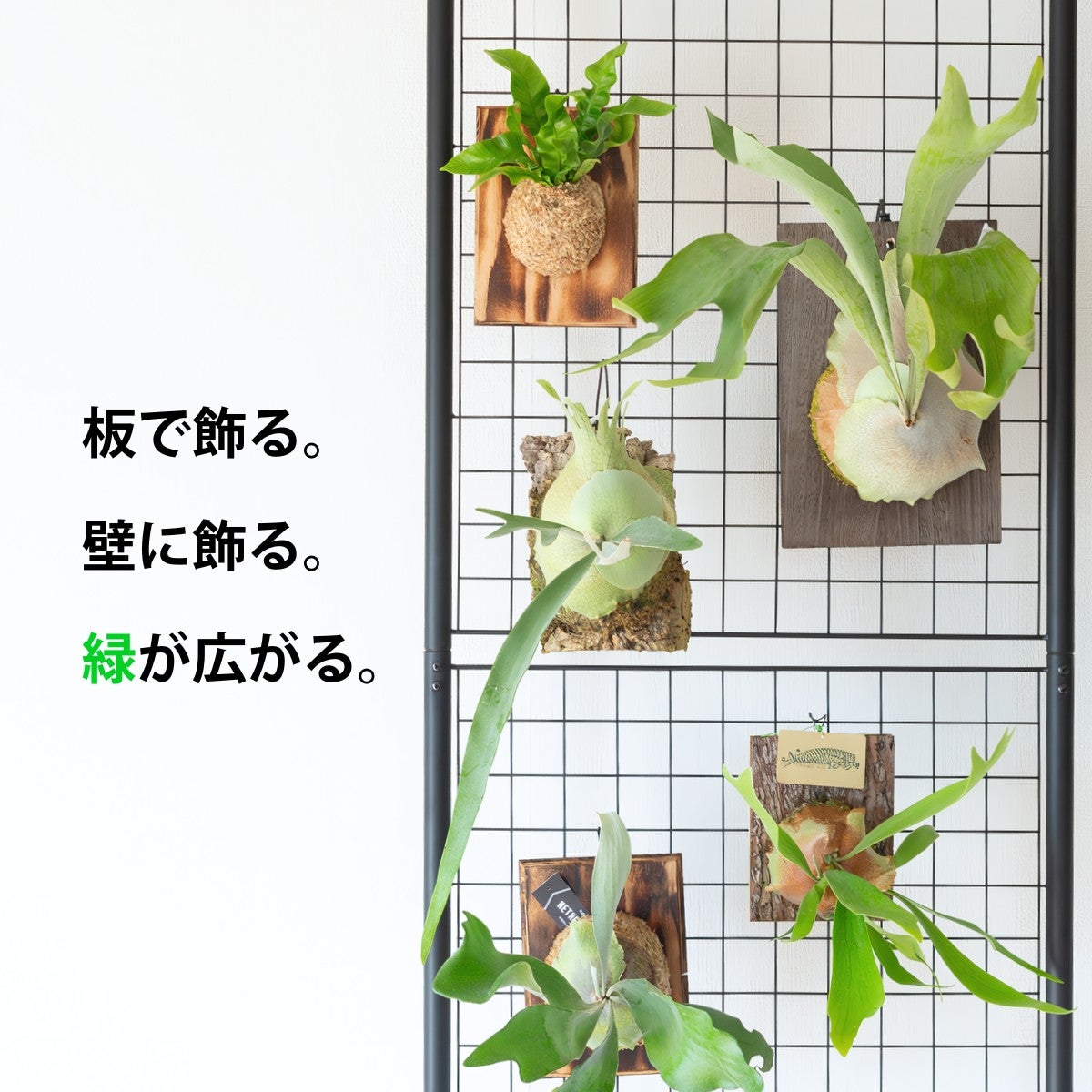 数量限定】ビカクシダ・ヴィーチーのコルク板付け（送料無料）