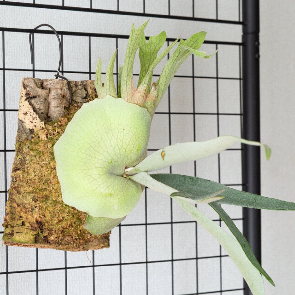 ビカクシダ・プラティセリウム・ビーチ―をコルクに着生させている画像