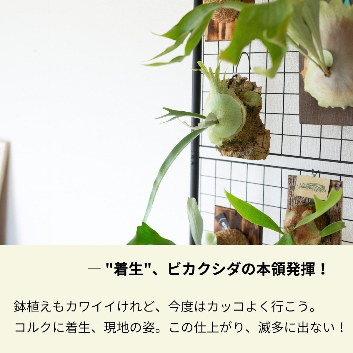 数量限定】ビカクシダ・ヴィーチーのコルク板付け（送料無料）