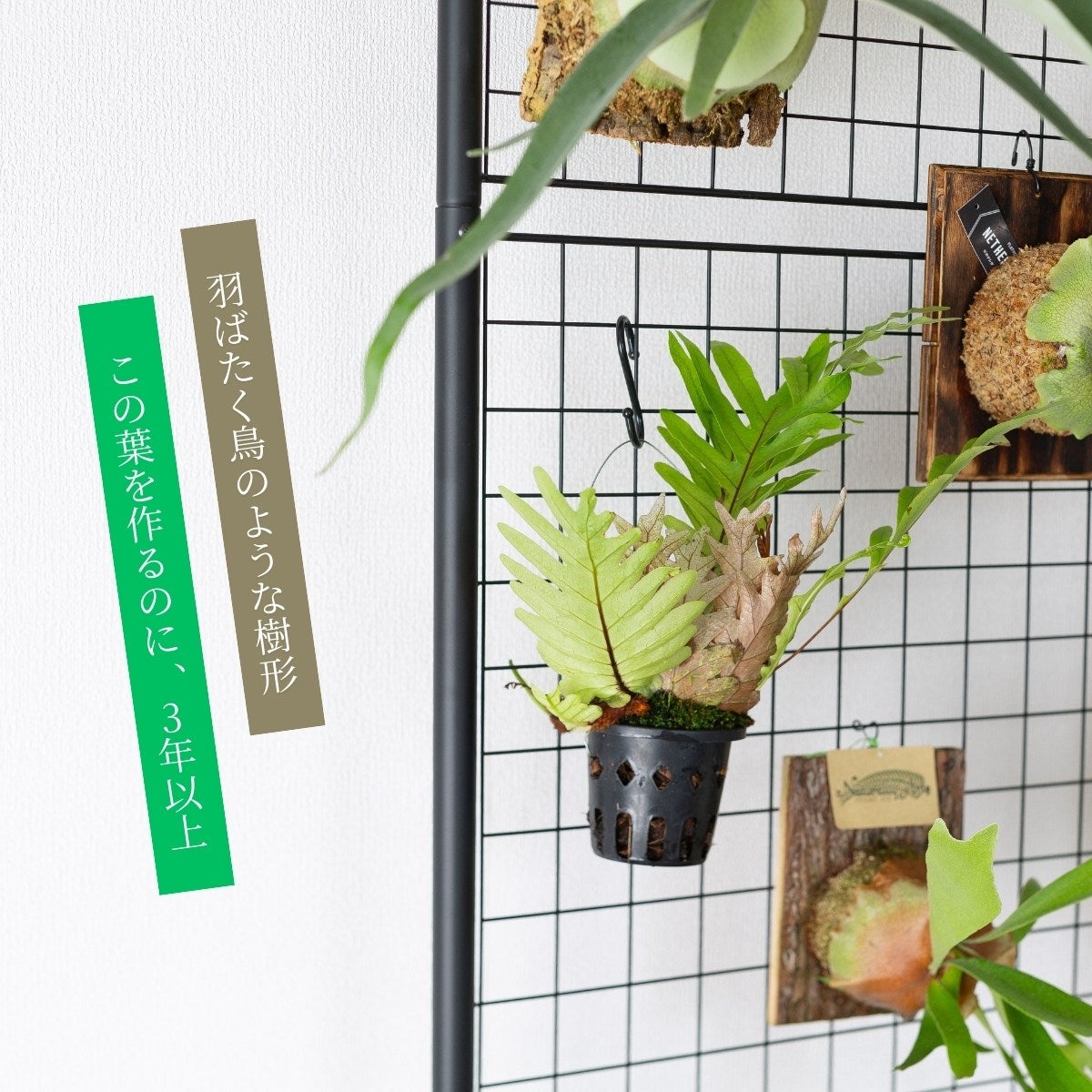 ドリナリア・プレウリディオイデスの画像