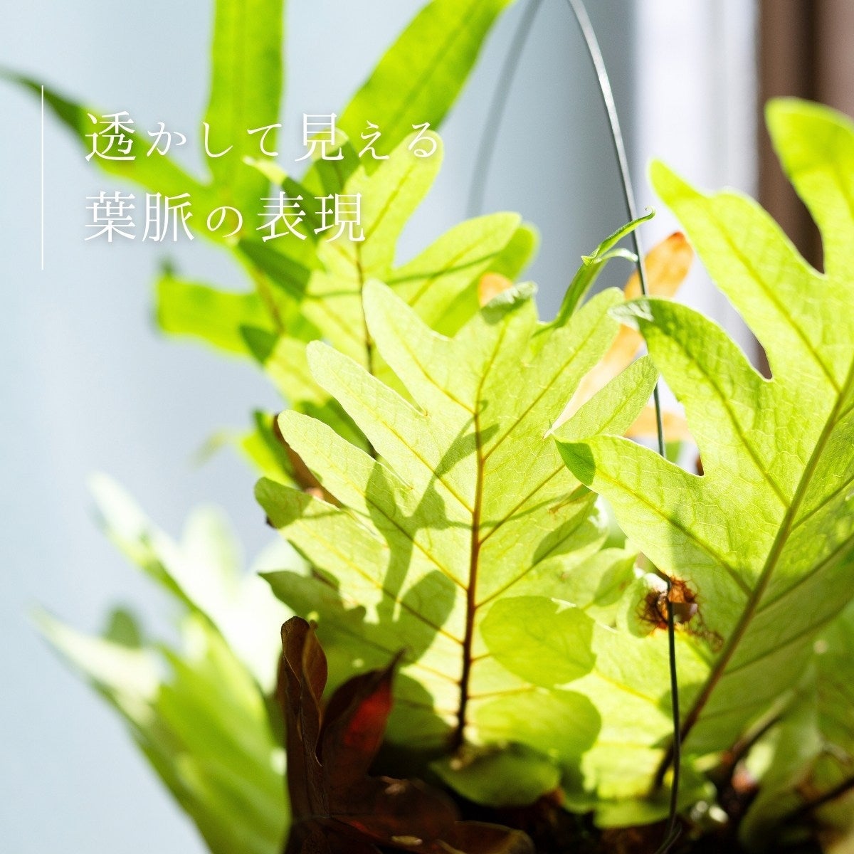 ドリナリア・プレウリディオイデスのシールドの画像