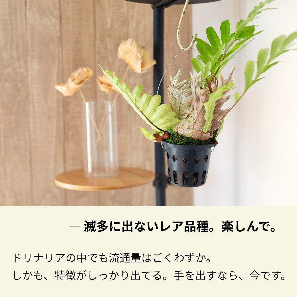 ドリナリア・プレウリディオイデスの画像