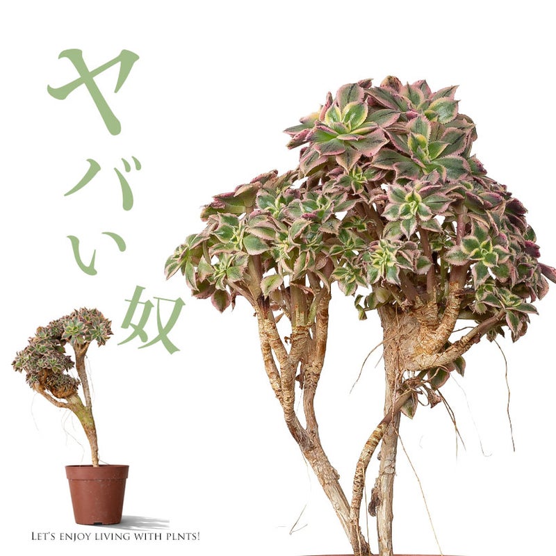 綴化アエオニウム・サンバースト