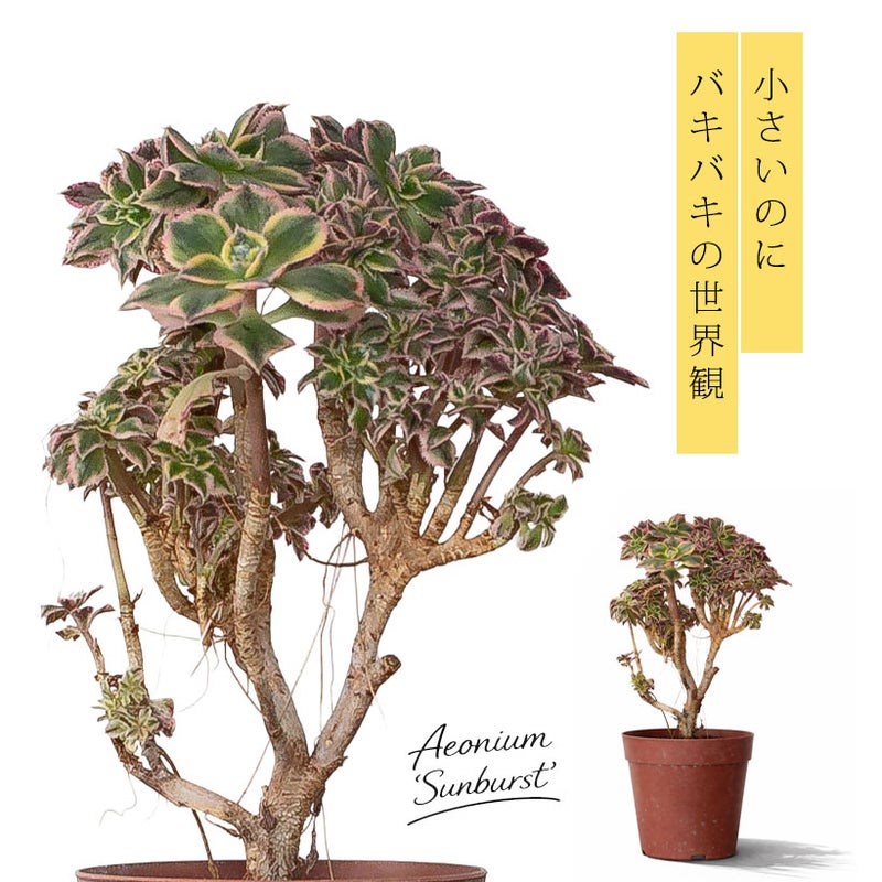 綴化アエオニウム・サンバースト