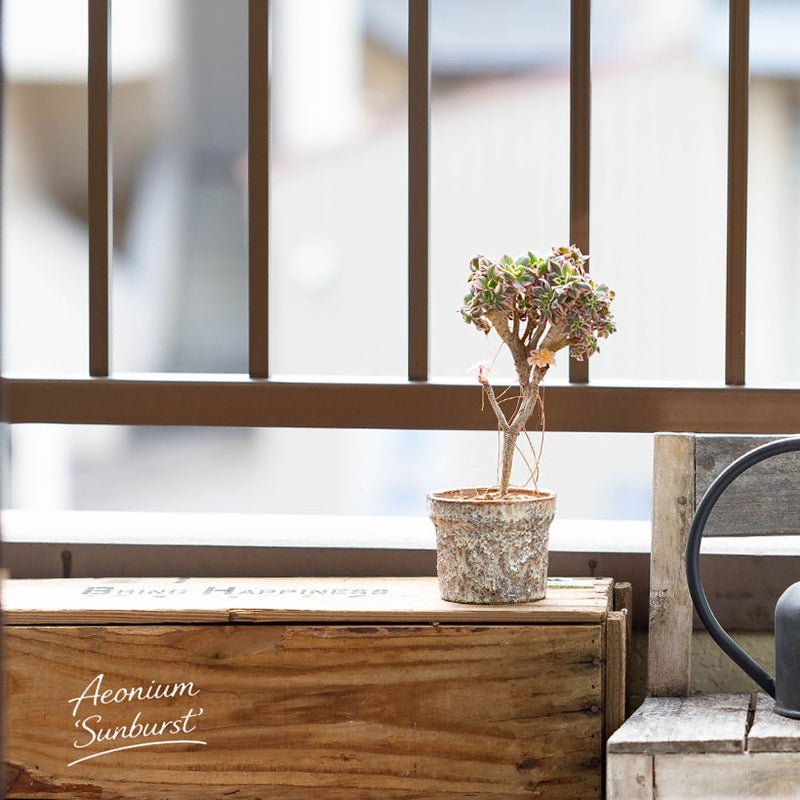 多肉植物の綴化