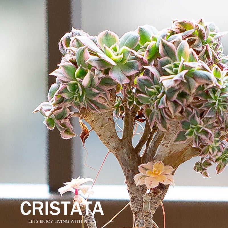 多肉植物と黒法師