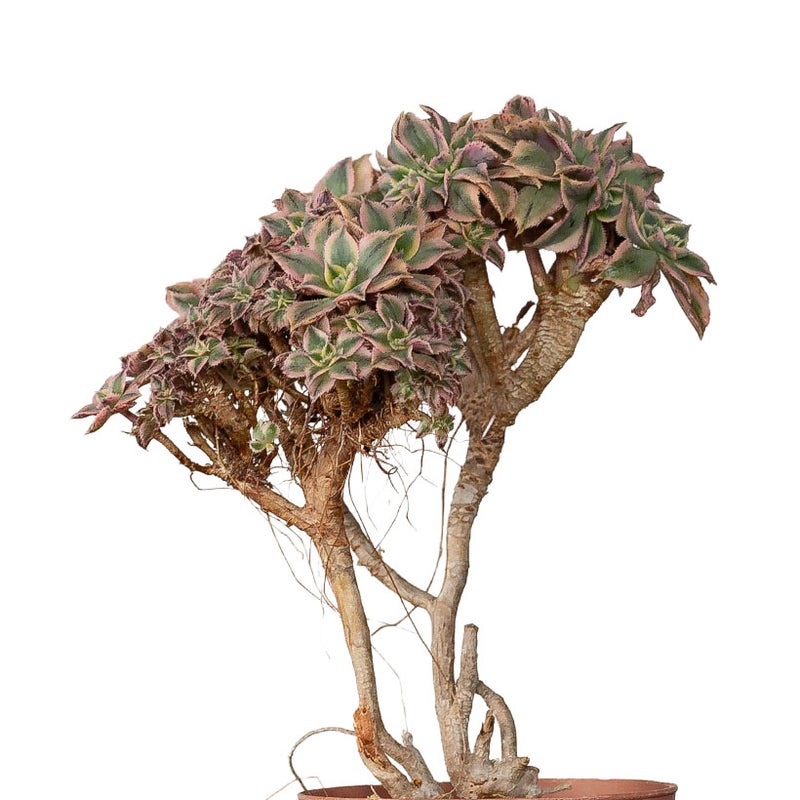 多肉植物と黒法師