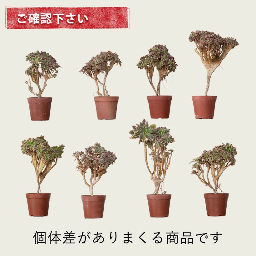 綴化（セッカ）多肉|古木のアエオニウムサンバースト