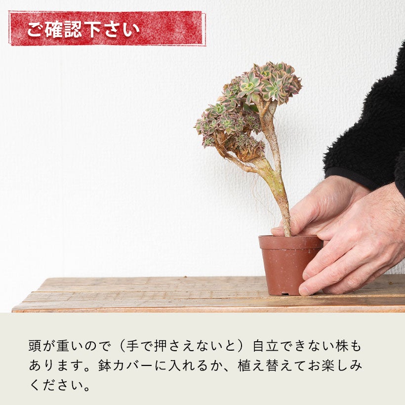 綴化（セッカ）多肉|古木のアエオニウムサンバースト