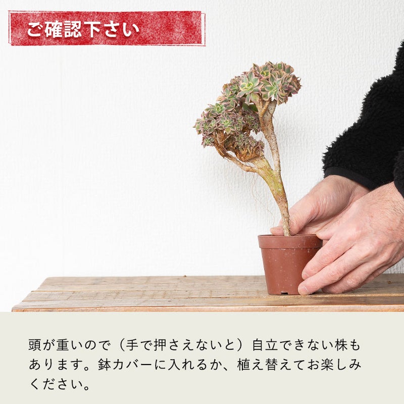 葉に傷