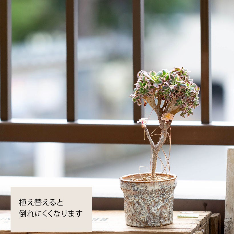綴化（セッカ）多肉|古木のアエオニウムサンバースト