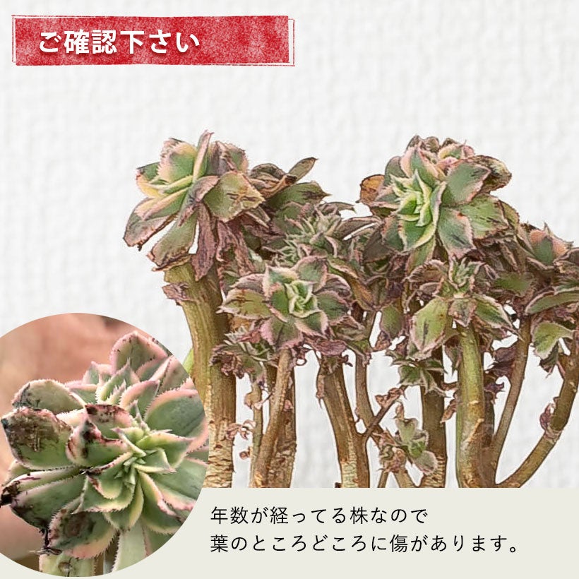 綴化（セッカ）多肉|古木のアエオニウムサンバースト