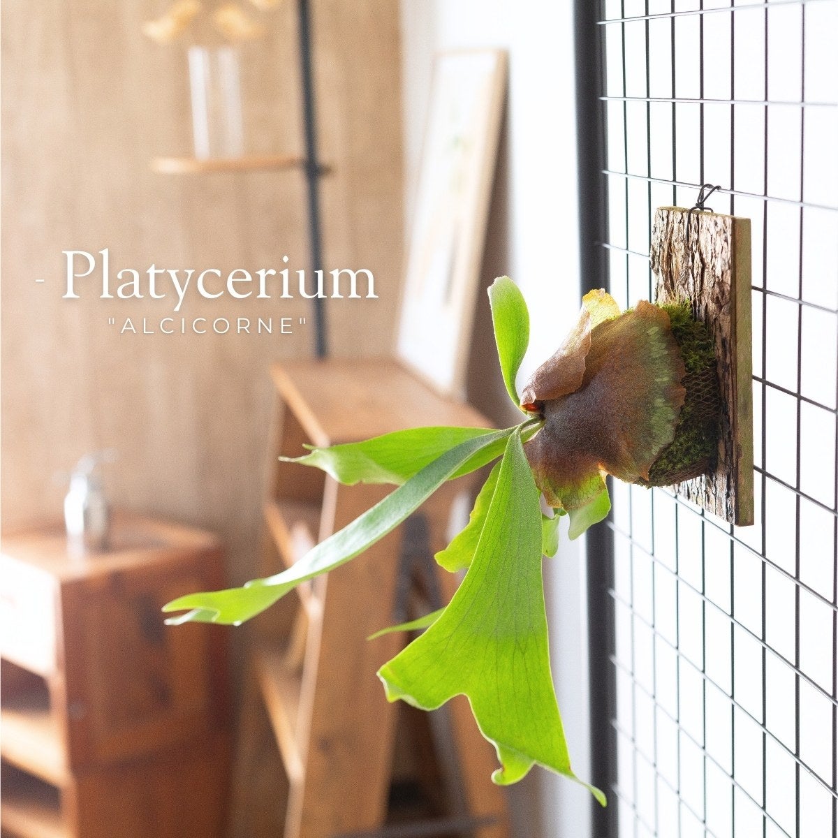 ビカクシダ・プラティセリウム・アルシコルネの板付けの画像