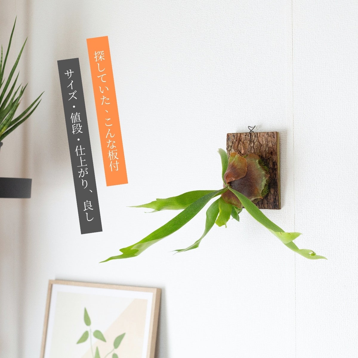 数量限定】ビカクシダ・ヴィーチーのコルク板付け（送料無料）