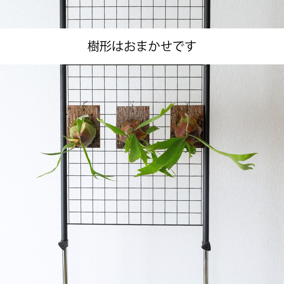【インテリアセット販売】ビカクシダ アルシコルネ★板付け・着生株★組立不要 ビカクシダ・アルシコルネ板付け｜育て方付きで初心者安心