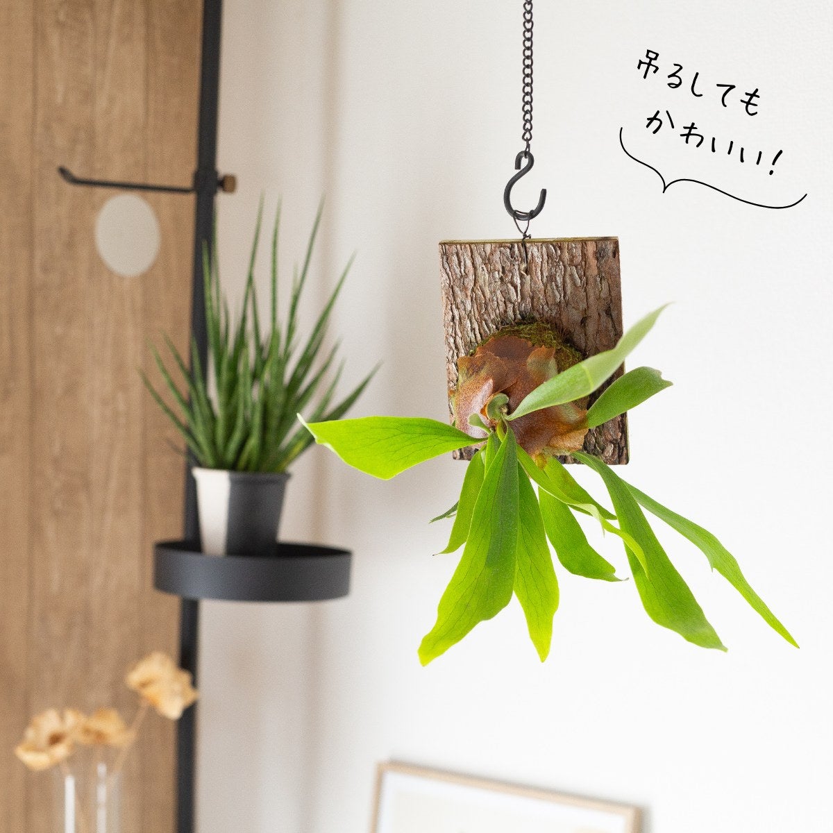 数量限定】ビカクシダ・ヴィーチーのコルク板付け（送料無料）