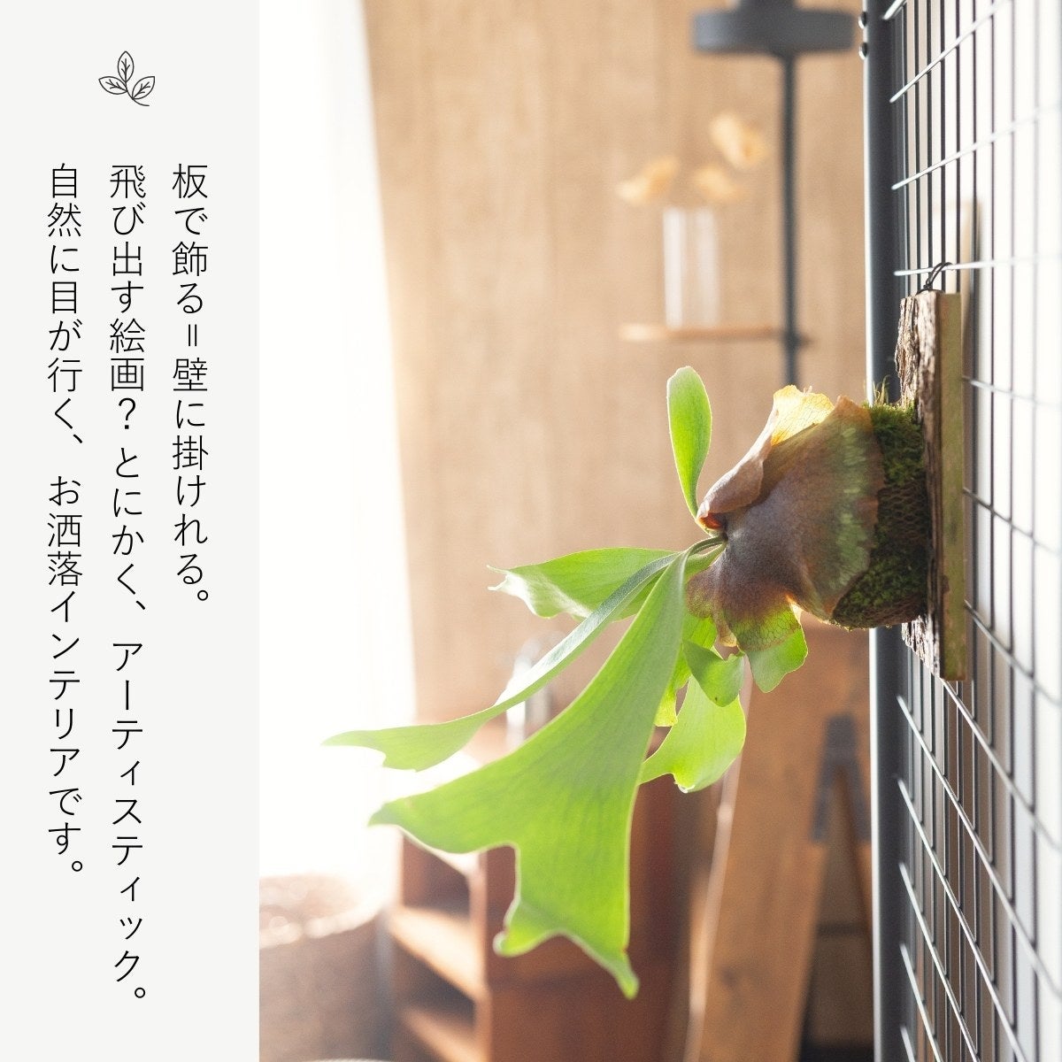 ビカクシダ・アルシコルネ板付け｜育て方付きで初心者安心
