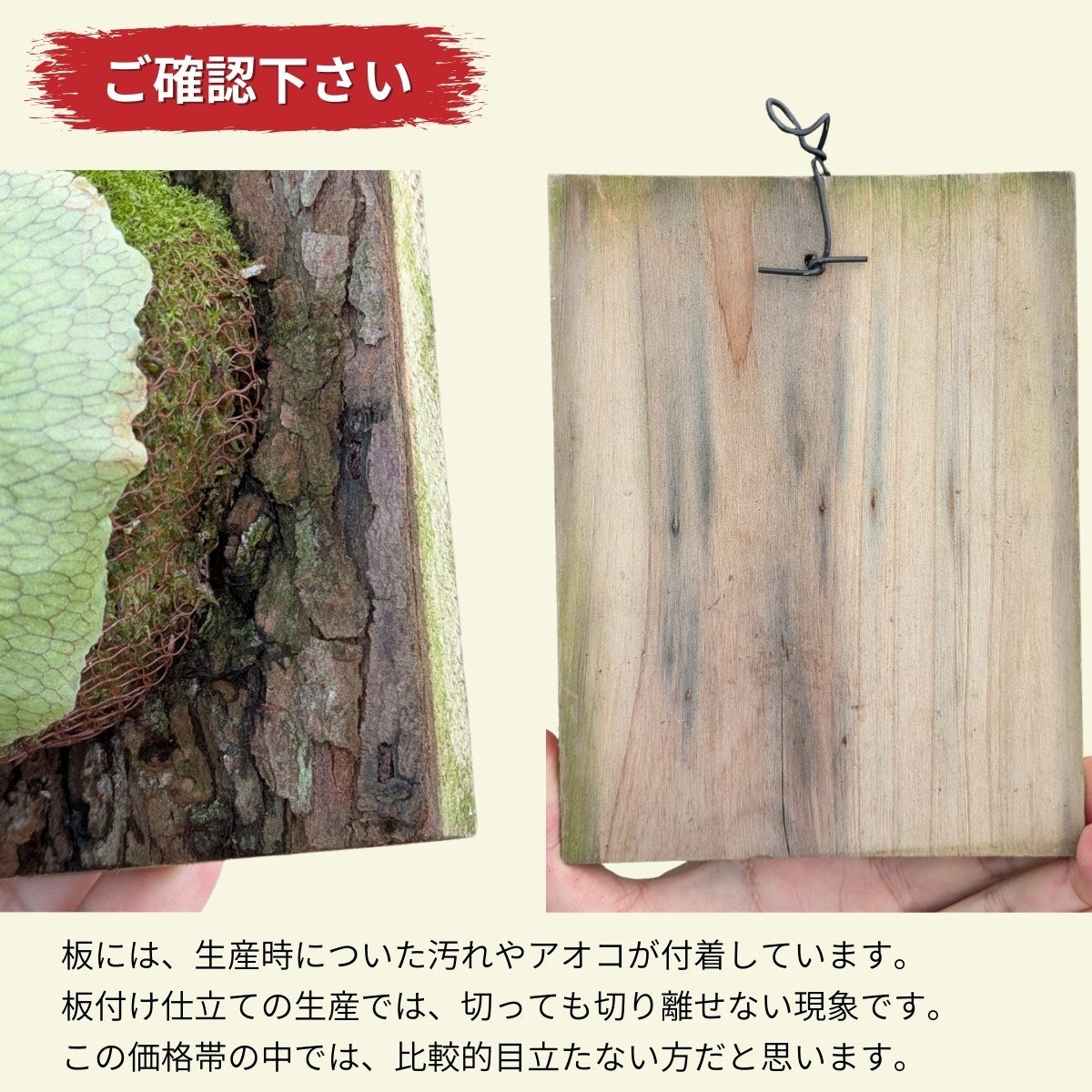 【インテリアセット販売】ビカクシダ アルシコルネ★板付け・着生株★組立不要 ビカクシダ・アルシコルネ板付け｜育て方付きで初心者安心
