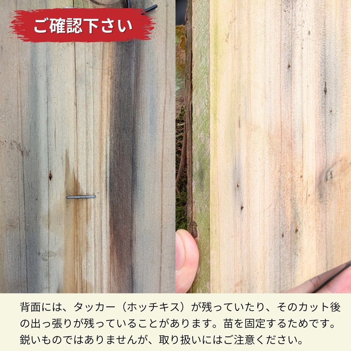ビカクシダ・アルシコルネ板付け｜育て方付きで初心者安心