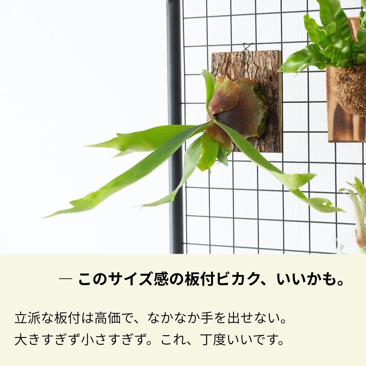 ビカクシダ・プラティセリウム・アルシコルネを板付けで