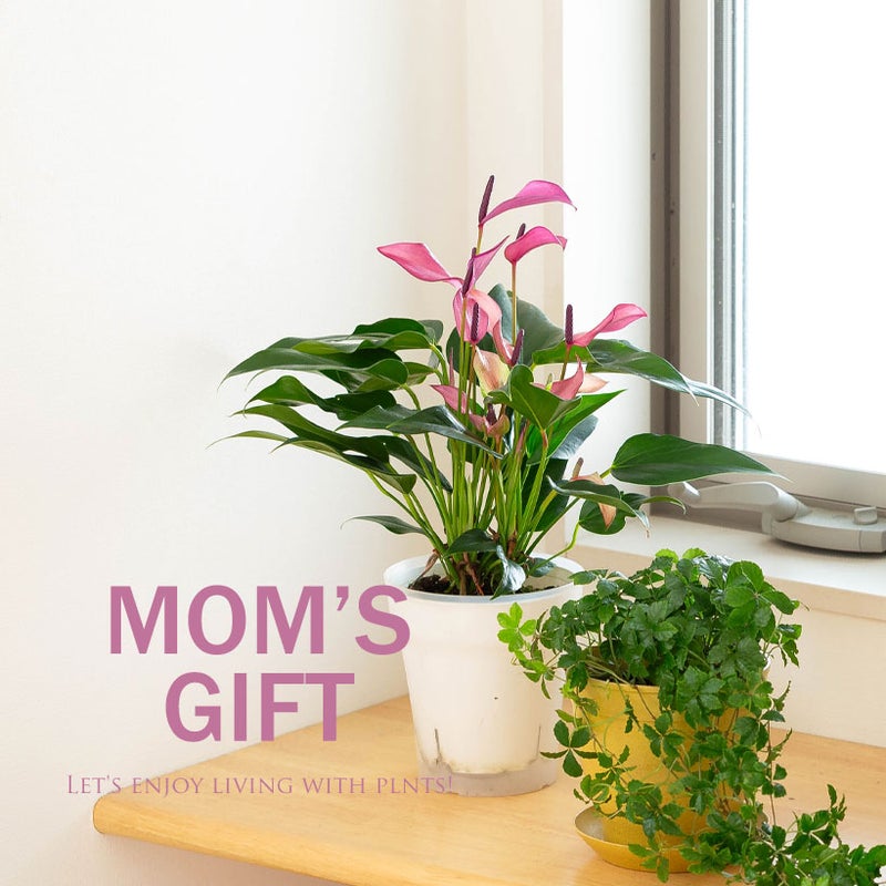 小松農園の特秀品